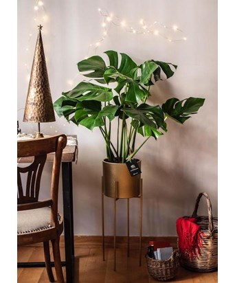 Ayaklı Saksıda Deve Tabanı 120 cm